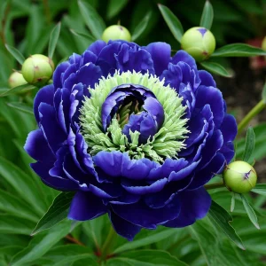 Пион Дримвивер купить по цене от 417р. в интернет-магазине «Посадика» с доставкой почтой в в Бородиное и по всей России – [изображение №1].