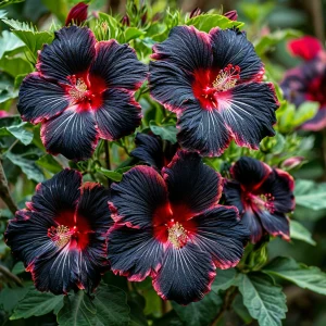 Гибискус садовый Файер Дэнсер купить по цене от 450р. в интернет-магазине «Посадика» с доставкой почтой в в Бородиное и по всей России – [изображение №1].