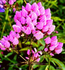 Флокс Бутоник купить по цене от 461р. в интернет-магазине «Посадика» с доставкой почтой в в Бородиное и по всей России – [изображение №1].