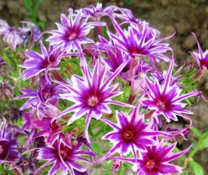 Флокс Звездное Кружево купить по цене от 361р. в интернет-магазине «Посадика» с доставкой почтой в в Бородиное и по всей России – [изображение №1].