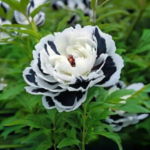 Пион Монохромный Шик купить по цене от 429р. в интернет-магазине «Посадика» с доставкой почтой в в Бородиное и по всей России – [изображение №1].