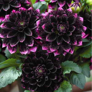 Георгин Лаванда Лейс купить по цене от 679р. в интернет-магазине «Посадика» с доставкой почтой в в Бородиное и по всей России – [изображение №1].