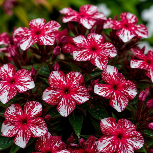 Флокс Ливер Гриммер купить по цене от 590р. в интернет-магазине «Посадика» с доставкой почтой в в Бородиное и по всей России – [изображение №1].