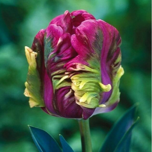 Тюльпан Экзотик Хэвен купить по цене от 186р. в интернет-магазине «Посадика» с доставкой почтой в в Бородиное и по всей России – [изображение №1].