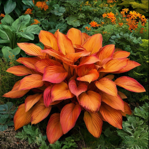 Хоста Солнечный Нектар купить по цене от 605р. в интернет-магазине «Посадика» с доставкой почтой в в Бородиное и по всей России – [изображение №1].