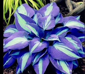 Хоста Аурелия купить по цене от 450р. в интернет-магазине «Посадика» с доставкой почтой в в Бородиное и по всей России – [изображение №1].