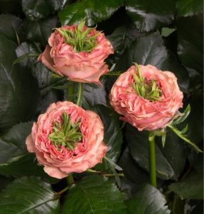 Роза Амбер Инчант купить по цене от 495р. в интернет-магазине «Посадика» с доставкой почтой в в Бородиное и по всей России – [изображение №1].