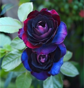 Роза Скарлет Рэвери купить по цене от 489р. в интернет-магазине «Посадика» с доставкой почтой в в Бородиное и по всей России – [изображение №1].