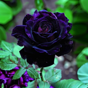 Роза Блэк Пантер купить по цене от 319р. в интернет-магазине «Посадика» с доставкой почтой в в Бородиное и по всей России – [изображение №1].