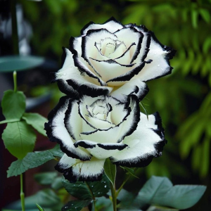 Роза Силк Ивин купить по цене от 319р. в интернет-магазине «Посадика» с доставкой почтой в в Бородиное и по всей России – [изображение №1].