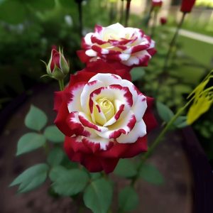 Роза Роял Глом купить по цене от 401р. в интернет-магазине «Посадика» с доставкой почтой в в Бородиное и по всей России – [изображение №1].