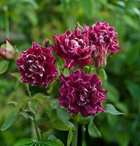 Роза Опаловый Пейзаж купить по цене от 490р. в интернет-магазине «Посадика» с доставкой почтой в в Бородиное и по всей России – [изображение №1].