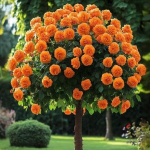 Роза Солнечный Шарм купить по цене от 349р. в интернет-магазине «Посадика» с доставкой почтой в в Бородиное и по всей России – [изображение №1].