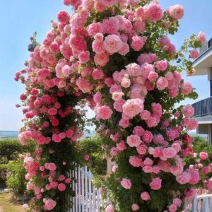 Роза Пастель Розе купить по цене от 605р. в интернет-магазине «Посадика» с доставкой почтой в в Бородиное и по всей России – [изображение №1].