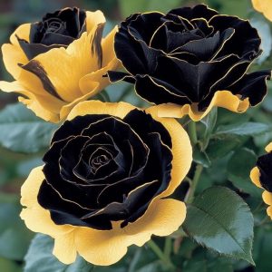 Роза Ханни Сикл купить по цене от 700р. в интернет-магазине «Посадика» с доставкой почтой в в Бородиное и по всей России – [изображение №1].