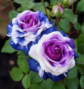 Роза Айвори Каскад купить по цене от 420р. в интернет-магазине «Посадика» с доставкой почтой в в Бородиное и по всей России – [изображение №1].