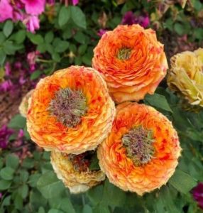 Роза Золотой Мираж купить по цене от 420р. в интернет-магазине «Посадика» с доставкой почтой в в Бородиное и по всей России – [изображение №1].