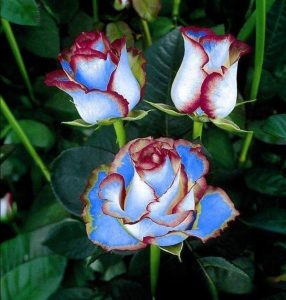 Роза Сафайер Пэтл купить по цене от 450р. в интернет-магазине «Посадика» с доставкой почтой в в Бородиное и по всей России – [изображение №1].