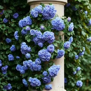 Роза плетистая Блю Перпл купить по цене от 540р. в интернет-магазине «Посадика» с доставкой почтой в в Бородиное и по всей России – [изображение №1].